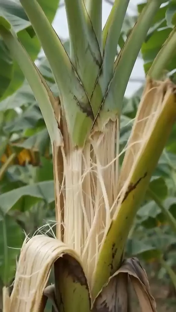 Da bananeira à fibra, da fibra ao fio: a base natural do Ecoprint
